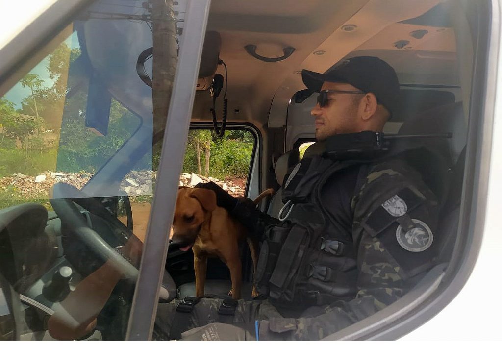 Conheça Covid, o cão vira-lata que distribui amor em grupo operacional da Agepen